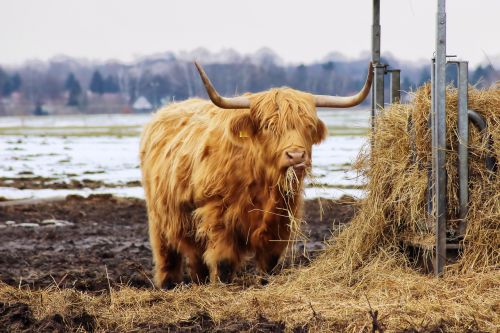 beef long horn hay