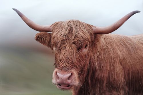 beef cow long horn