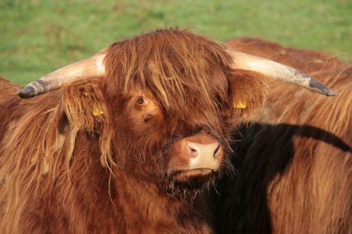 beef horns highland beef