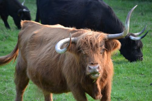 beef cow cattle