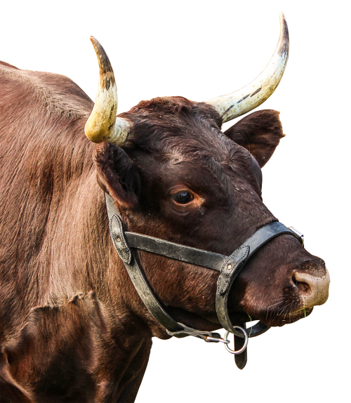 beef cattle horns