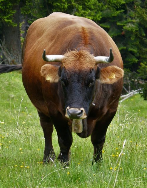 beef cattle cow