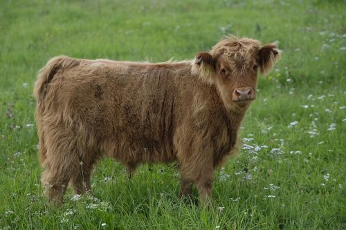 beef calf cow