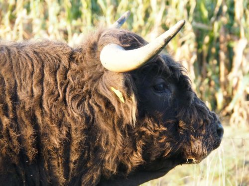 beef cow highland beef