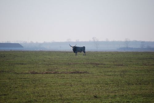 beef hungarian grey cattle privacy
