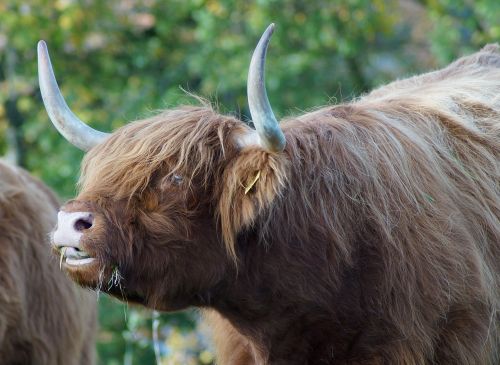 beef highland bull