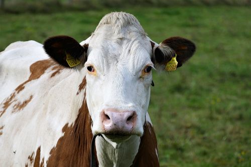 beef livestock simmental cattle