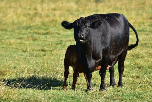 beef  cow  calf