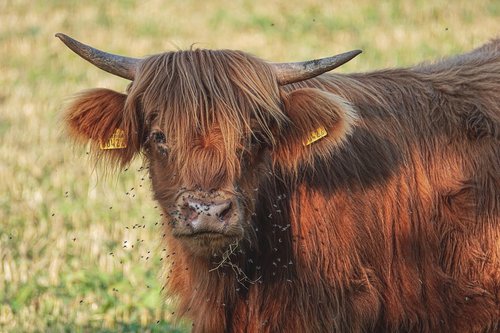 beef  highlands  cow