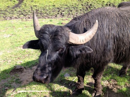 beef water buffalo livestock