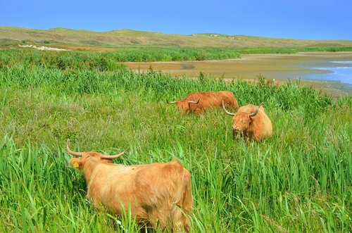 beef  cow  landscape