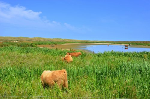 beef  pasture  landscape