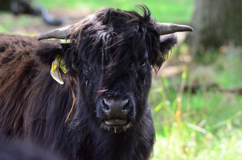 beef highland beef cow