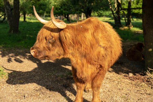 beef  highland beef  cow