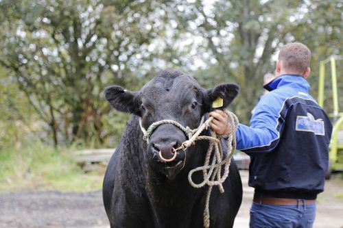 beef bull angus