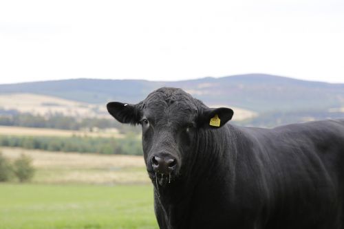 beef bull angus