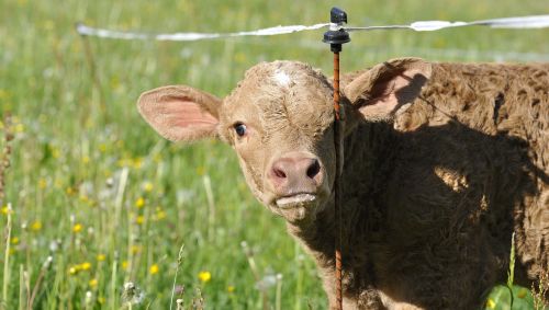 beef young animal livestock