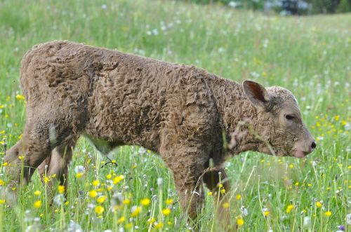 beef young animal livestock