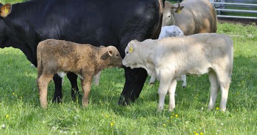 beef young animal livestock
