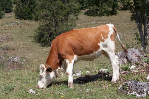 beef jungrind calf