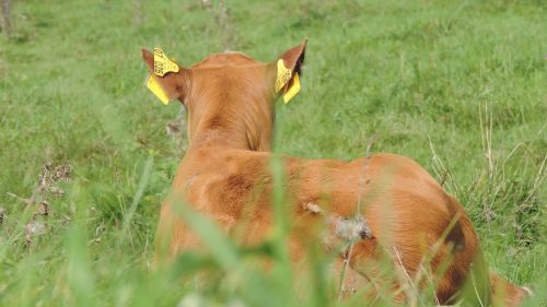 beef cow pasture