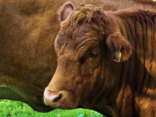 beef pasture cattle