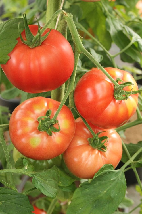 beefsteak tomato  tomato  tomatoes