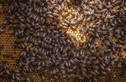 beehive bee honeycomb
