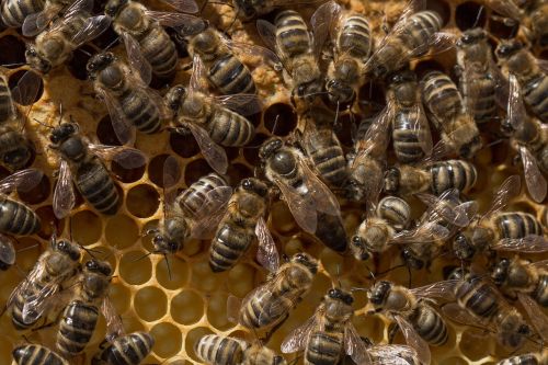 beehive bee honeycomb