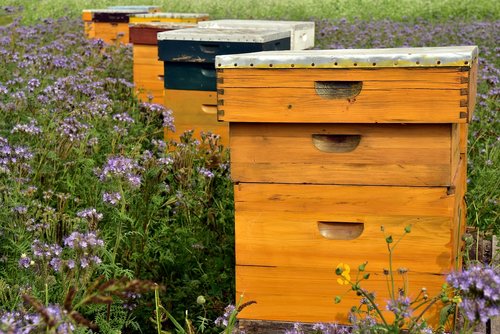 beehive  bees  bee keeping