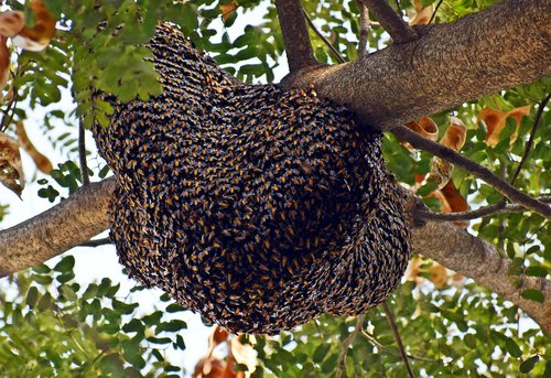 beehive  honeybees  bee