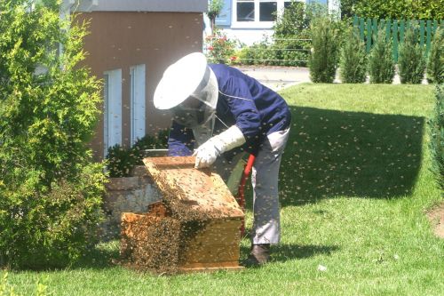 beekeeper bees garden