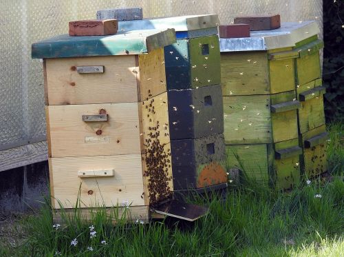 beekeeper bees bee hives