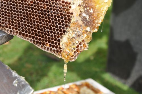 beekeeper combs honey