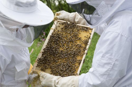 beekeeper bees beehive