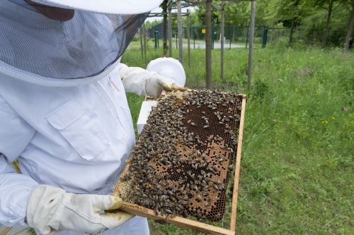 beekeeper bees beehive