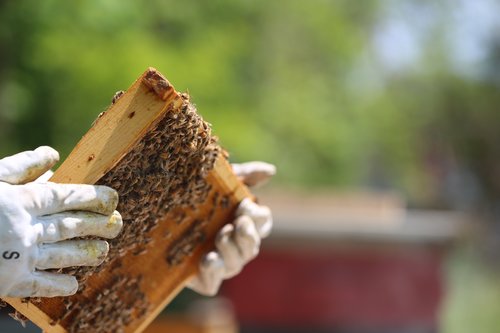 beekeeper  gloves  hives