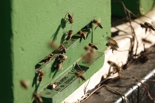 beekeeper  bees  pollen