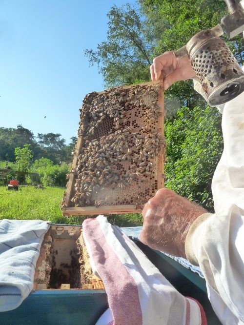 beekeeper bees honeycomb