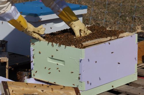 beekeeping bees honey