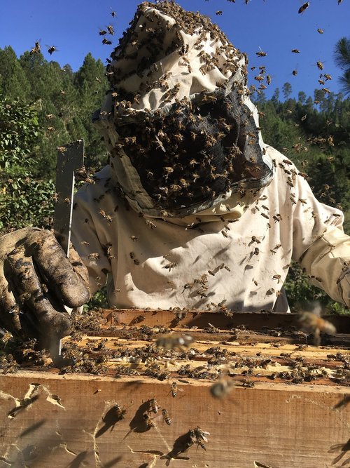 beekeeping  bees  ara