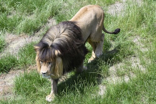 beekse bergen  lion  predator