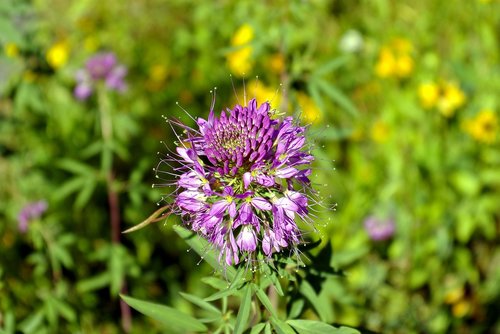 beeplant in idaho  blossom  flower