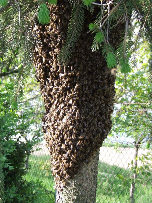 bees insects swarm