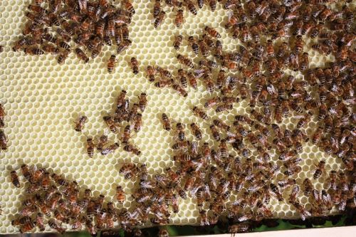 bees beekeeping honey