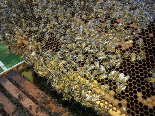 bees honey honey bee