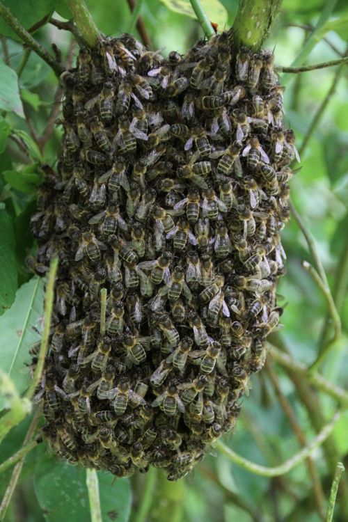 bees swarm of bees pollinator