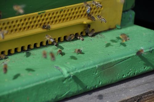 bees flight beehive