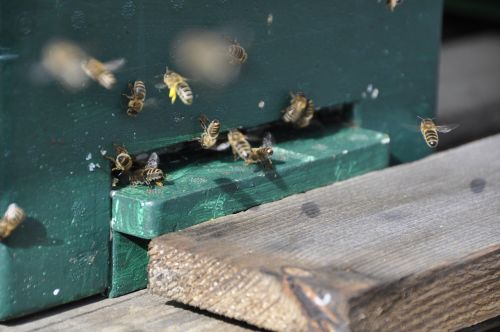 bees flight beehive
