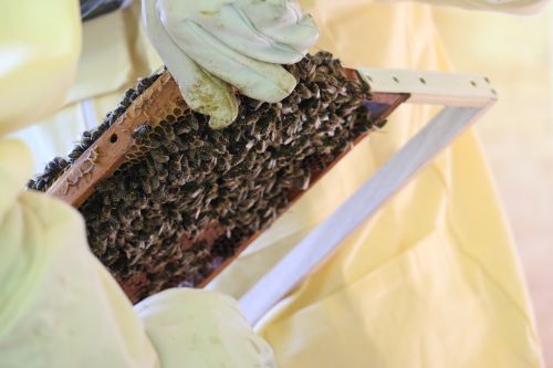 bees beekeeper honey
